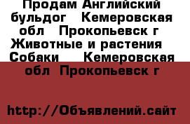  Продам Английский бульдог - Кемеровская обл., Прокопьевск г. Животные и растения » Собаки   . Кемеровская обл.,Прокопьевск г.